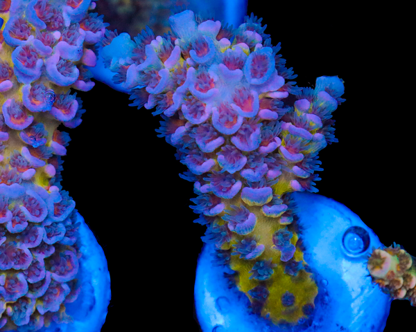 818'S SIN CITY CULTURED