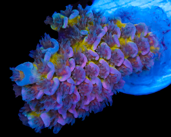 818'S SIN CITY AQUACULTURED VEWRY LIMITED