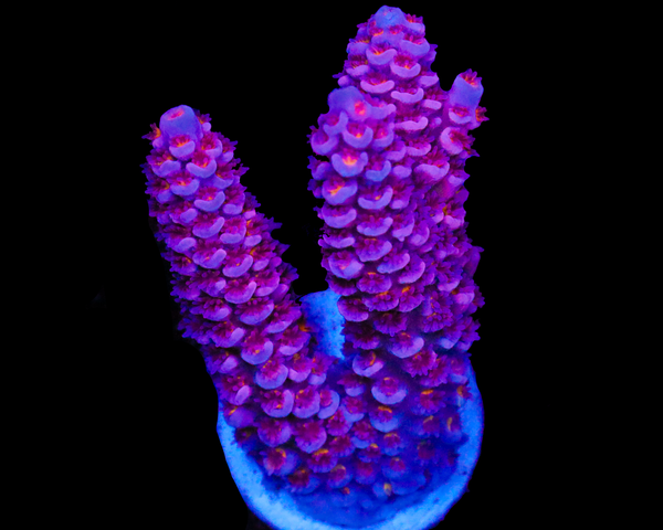 818'S PURPLE PANTHER CHUNK