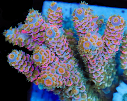 818'S WONDERBERRY TENUIS