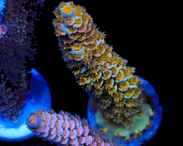 818'S SUPERNOVA TENUIS