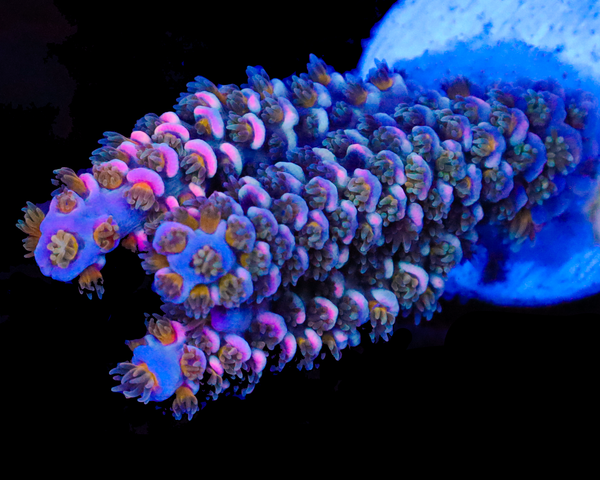 818'S BLUE WIDOW TENUIS