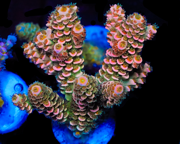 818'S STRAWBERRY SURFRIDER XL