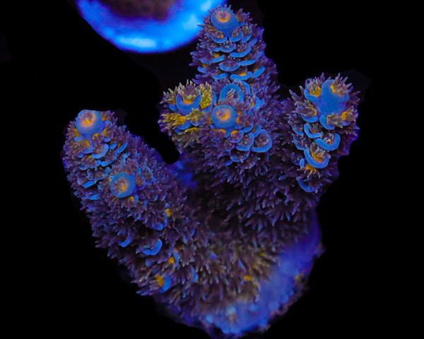 818'S DEEP SPACE TENUIS CHUNKY