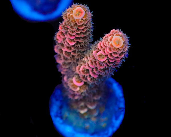 818'S STRAWBERRY SURFRIDER