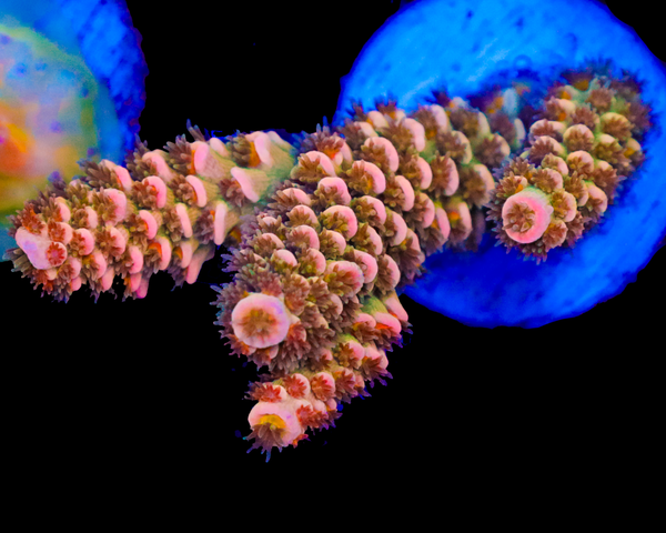 818'S STRAWBERRY SURFRIDER