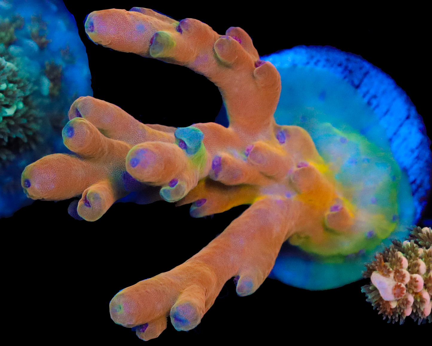 818'S CREAMSICLE LOKANI