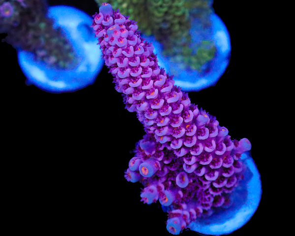 818'S PURPLE PANTHER TENUIS XL