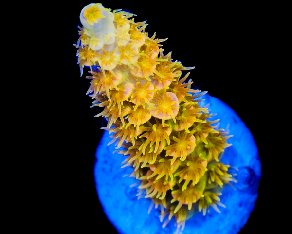 818'S XJ-13 TENUIS CULTURED SUPER LIMITED