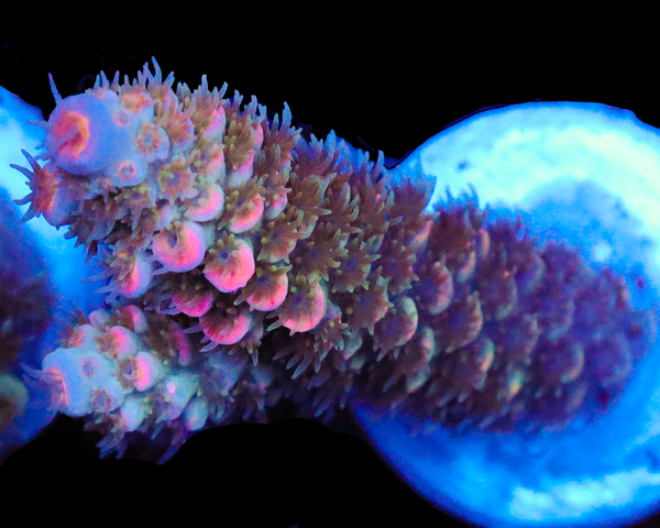 818'S STARFIRE TENUIS