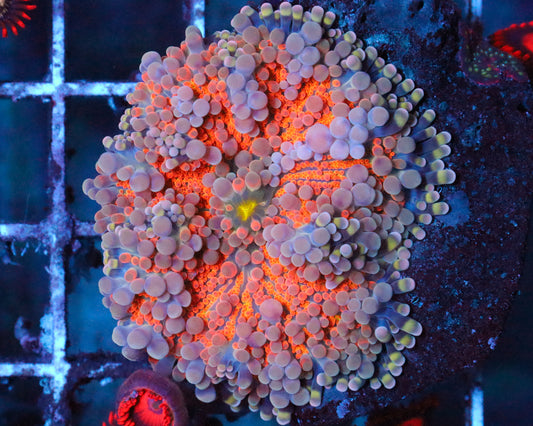 INDO YUMA MUSHROOM