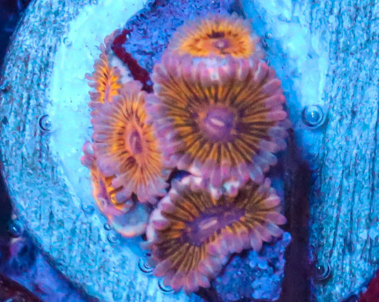 CHIQUITA ZOAS