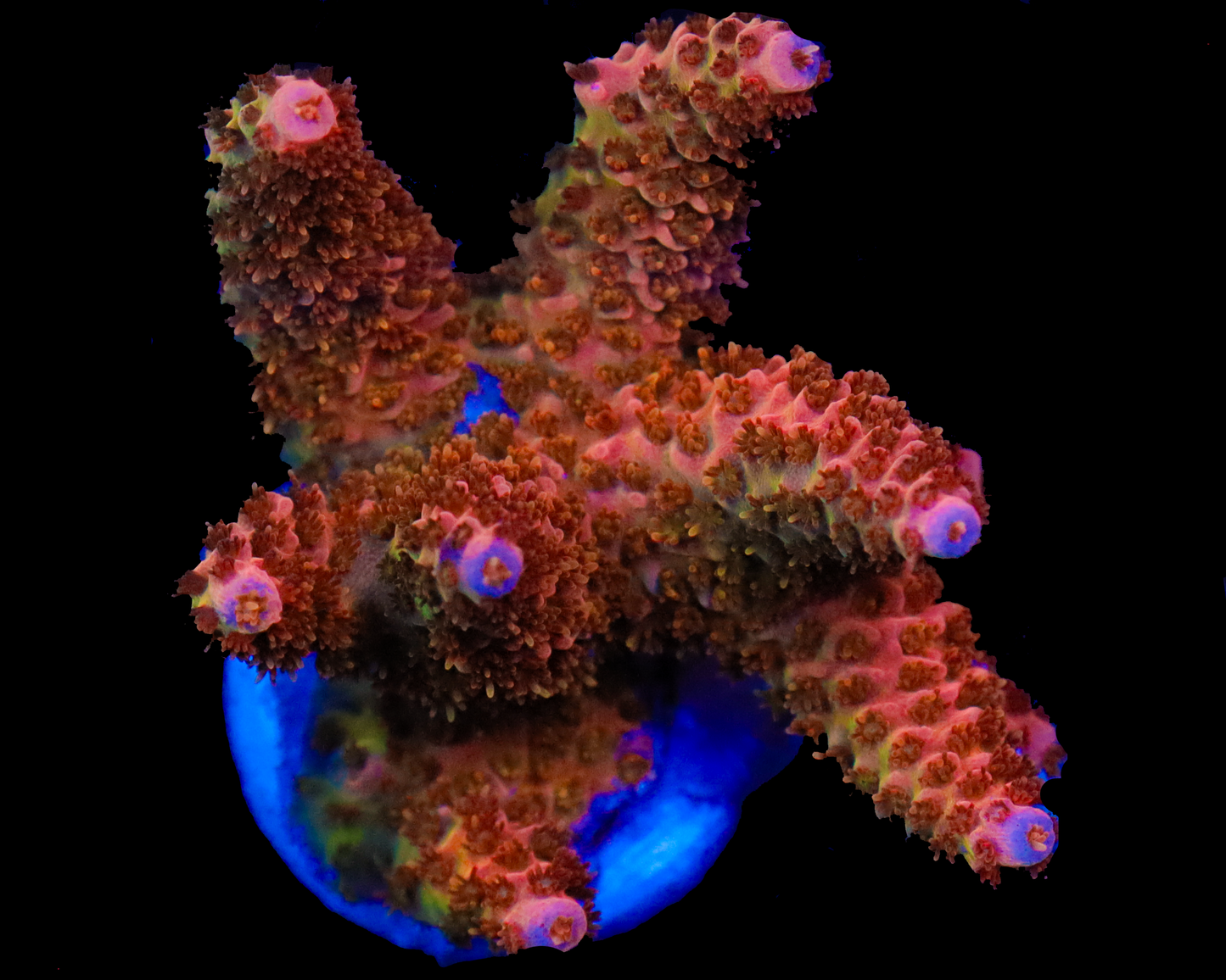818'S FIREBALL ACRO
