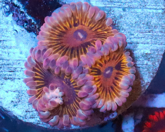CHIQUITA ZOAS