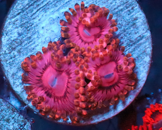 818'S PINK GODDESS ZOAS