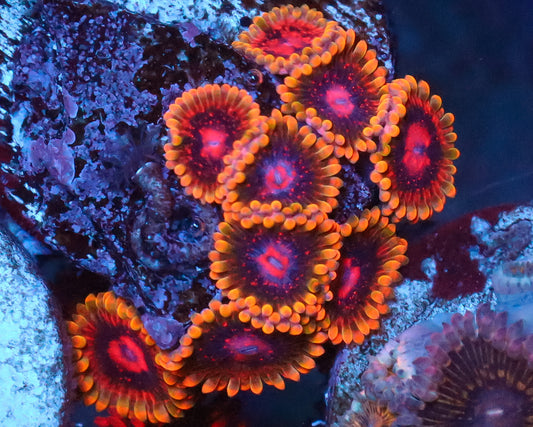 MIND TRICK ZOAS