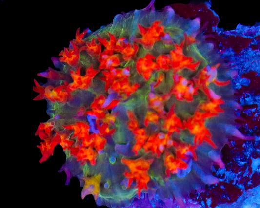 ULTRA ST THOMAS MUSHROOM