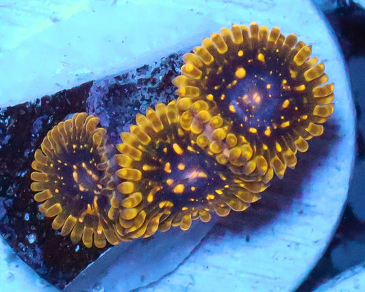 EXOSPHERE ZOAS