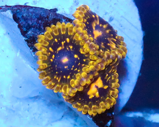 EXOSPHERE ZOAS
