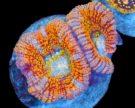 818'S GLITTER ASIA ACAN
