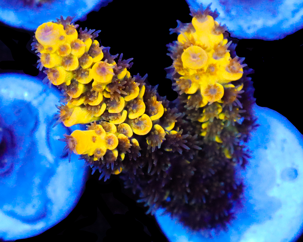 818'S WHITE LIGHTNING TENUIS