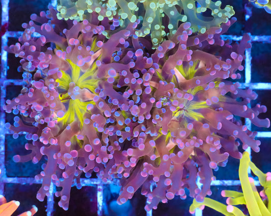 ULTRA MALAYSIAN FROGSPAWN FIRST RELEASE