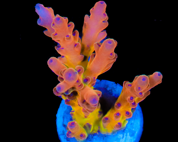 818'S AFTERMATH LOKANI