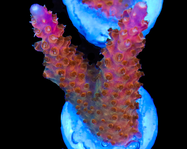 818'S SHOCKTART ACRO