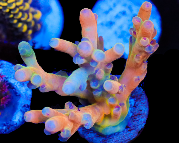 818'S CREAMSICLE LOKANI