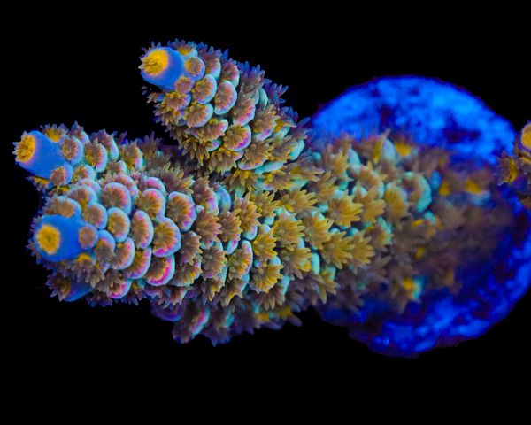 818'S SUPERNOVA TENUIS