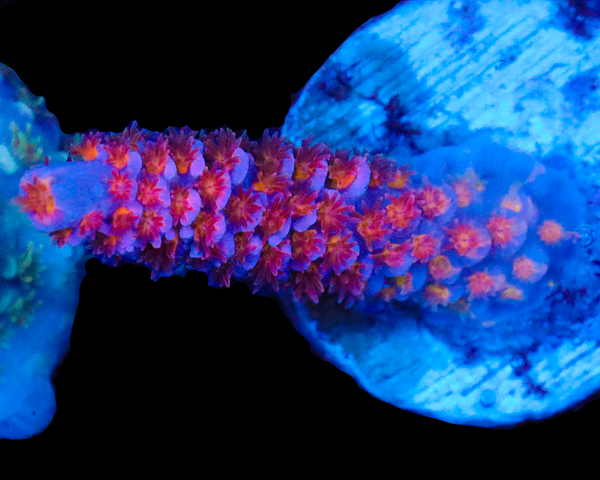 818'S BLACKWATER TENUIS CULTURED VERY LIMITED