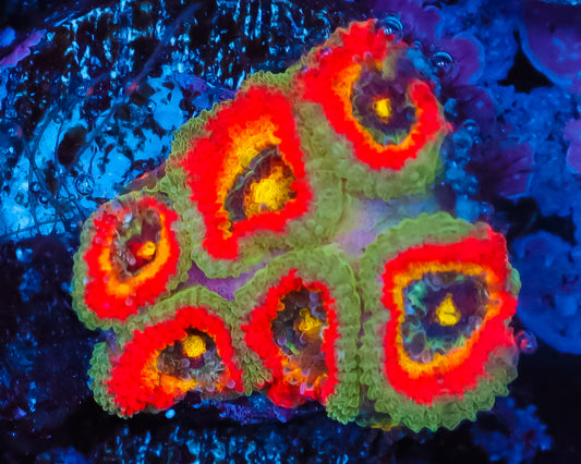 HOLY GRAIL MICROMUSSA