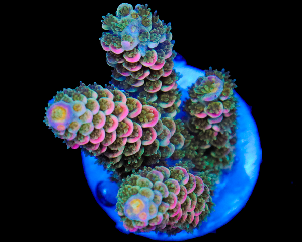 818'S PINK DIAMOND TENUIS