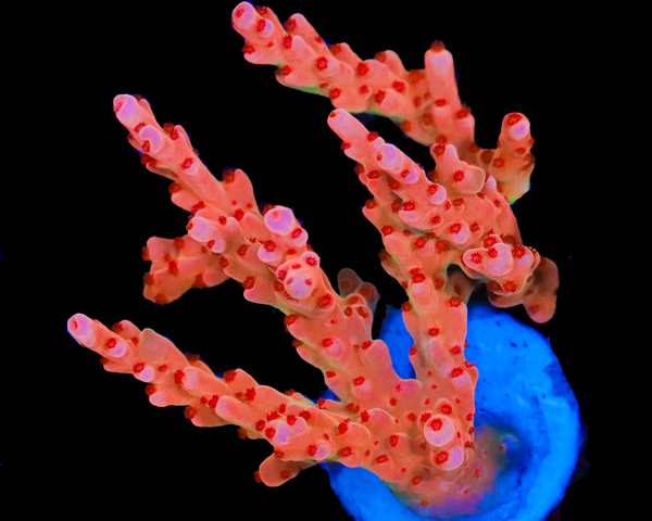 818'S SCREAMIN DEAMON SMOOTHSKIN CHUNK