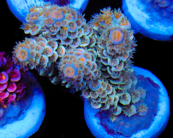 818'S WHITE NOISE TENUIS