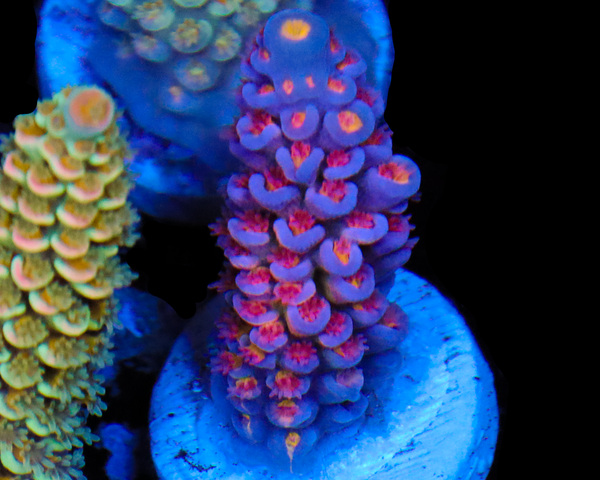 818'S POWERAID TENUIS