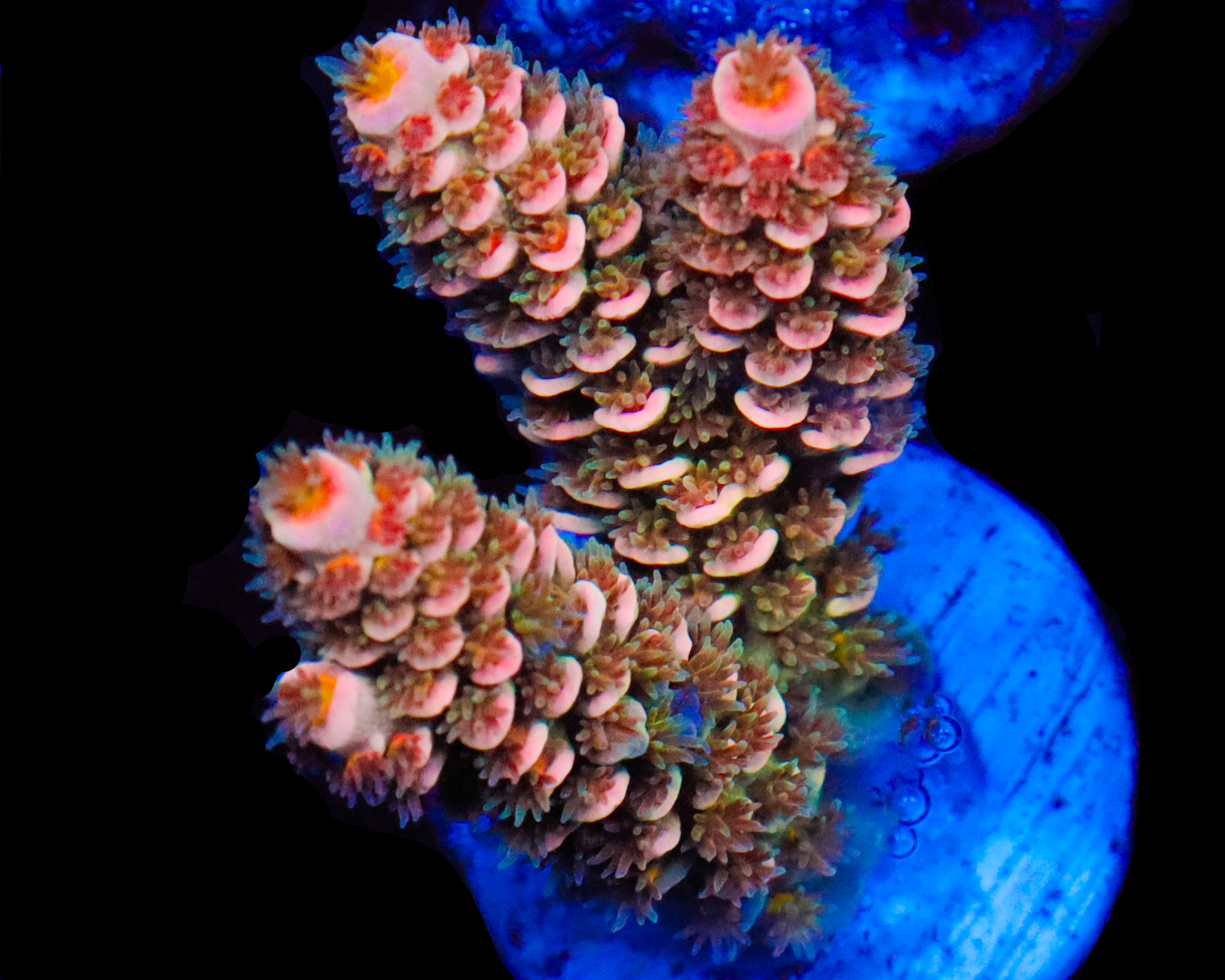 818'S STRAWBERRY SURFRIDER