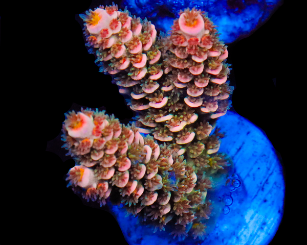 818'S STRAWBERRY SURFRIDER