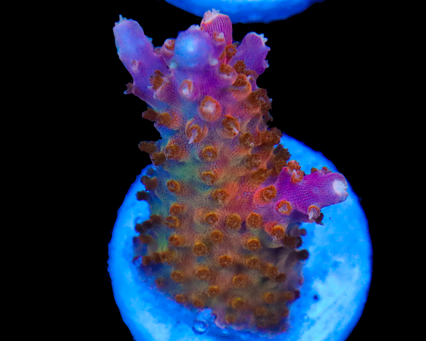 818'S SHOCKTART ACRO