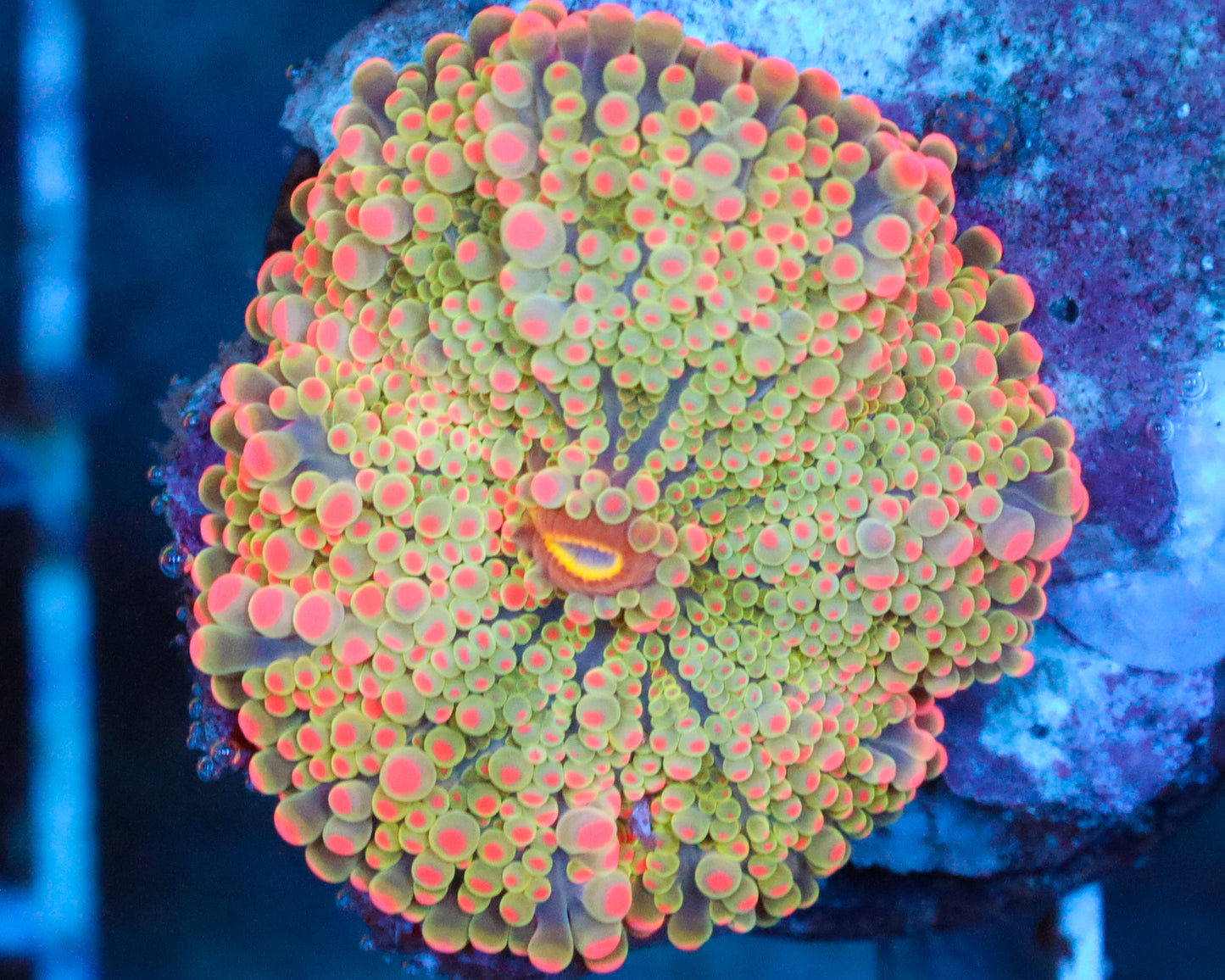 INDO YUMA MUSHROOM