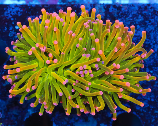 AWESOME GOLD GREEN INDO TORCH