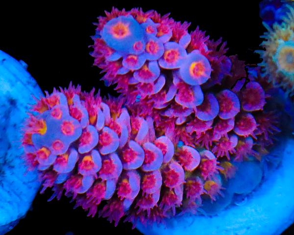 818'S POWERAID TENUIS