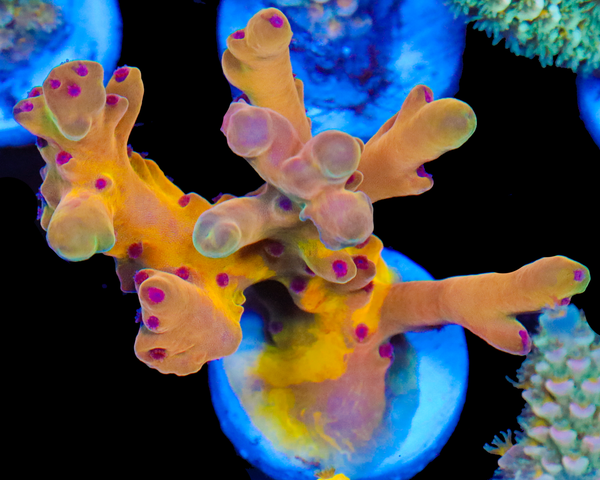 818'S PSYCLONE LOKANI GRAFTED BASE