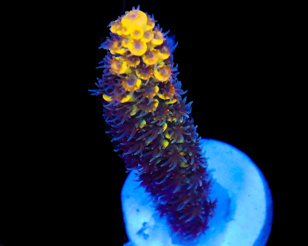 818'S WHITE LIGHTNING TENUIS