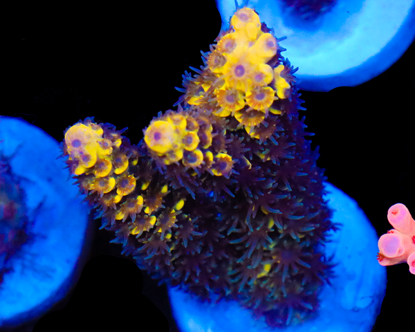 818'S WHITE LIGHTNING TENUIS