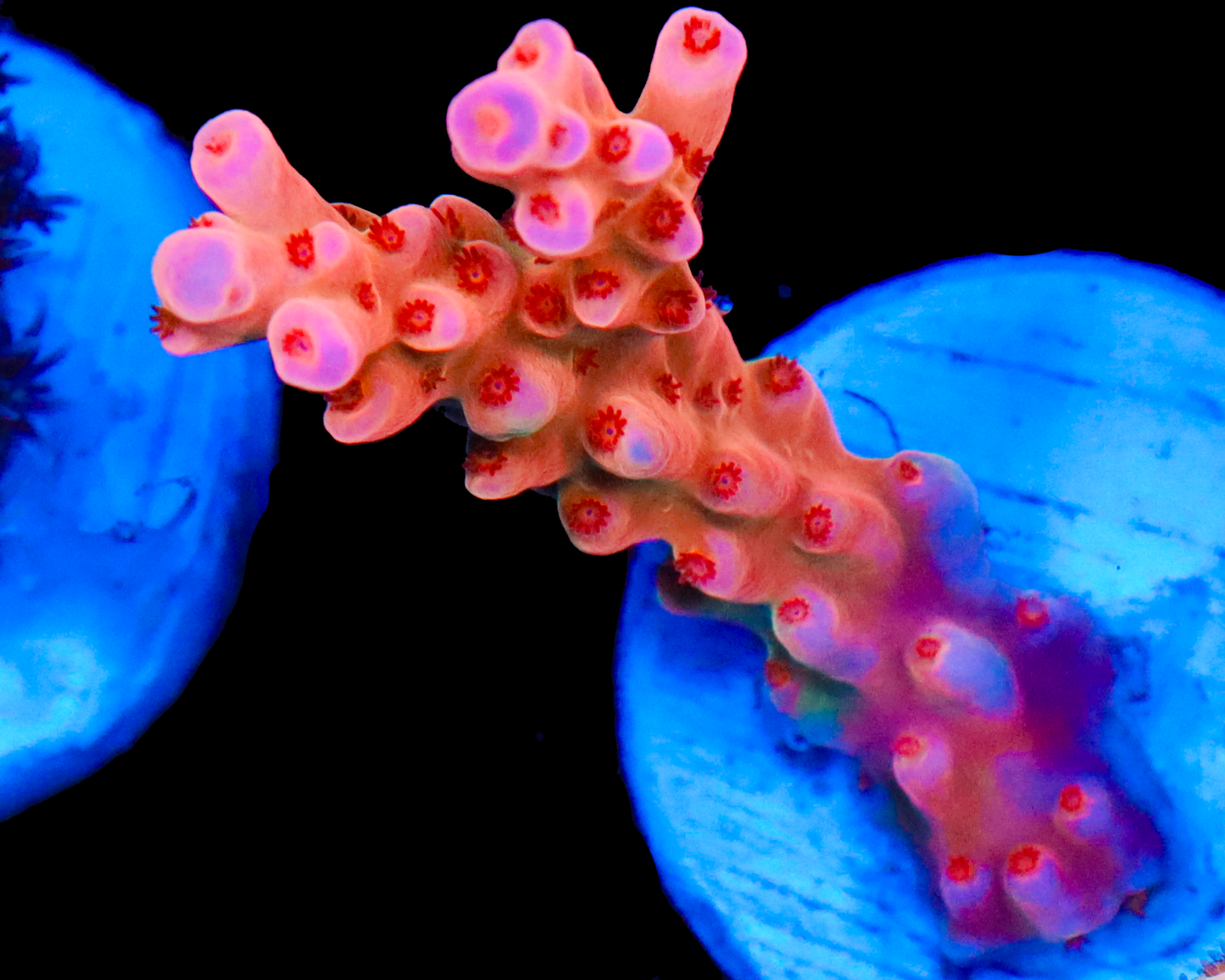 818'S SCREAMIN DEMON TENUIS