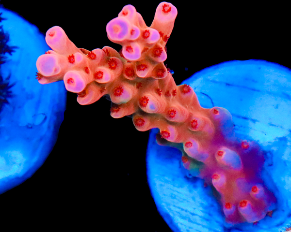 818'S SCREAMIN DEMON TENUIS