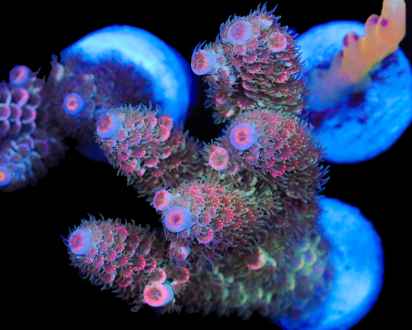 818'S FRUIT PUNCH TENUIS XXL