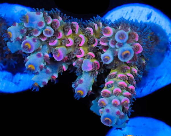 818'S BLUE RUNTZ TENUIS