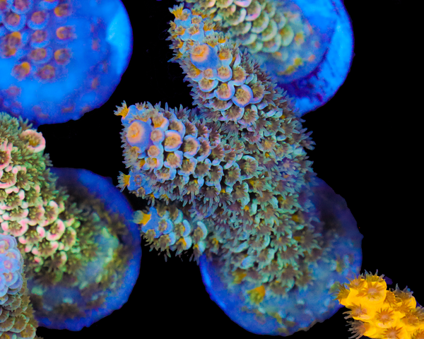 818'S WHITE NOISE TENUIS